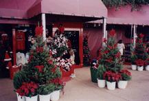 Disney winkel kerstbomen buiten